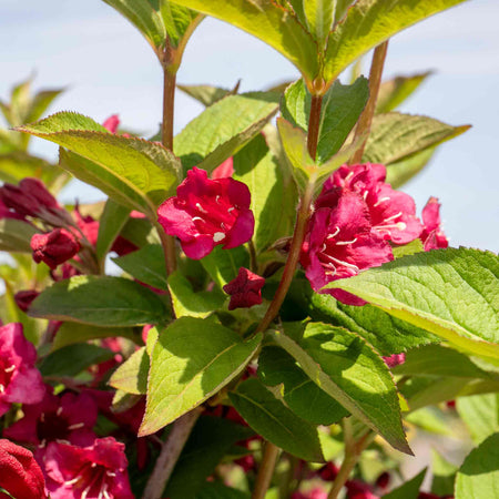 Weigela 'Bristol Ruby'