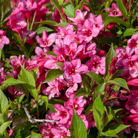 Weigela Picobella 'Rosa'