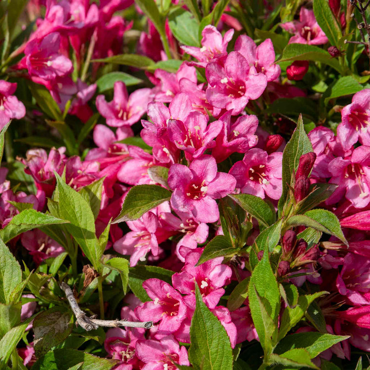 Weigela Picobella 'Rosa'