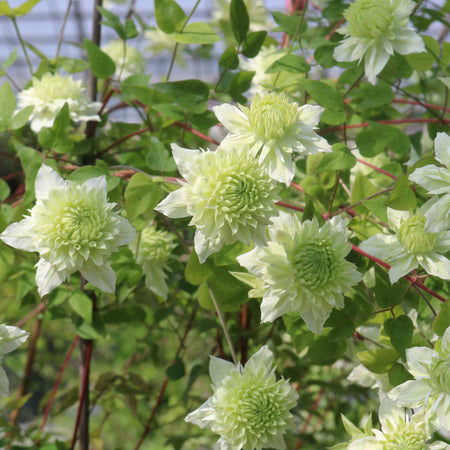 Clematis 'Manju'
