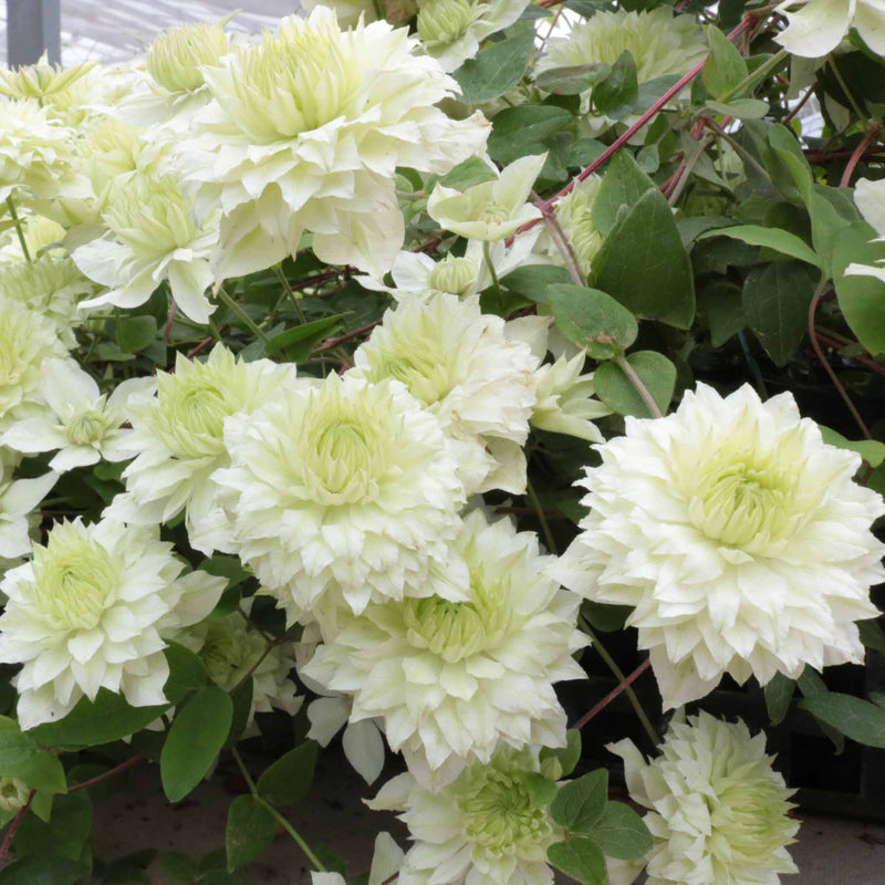 Clematis 'Manju'