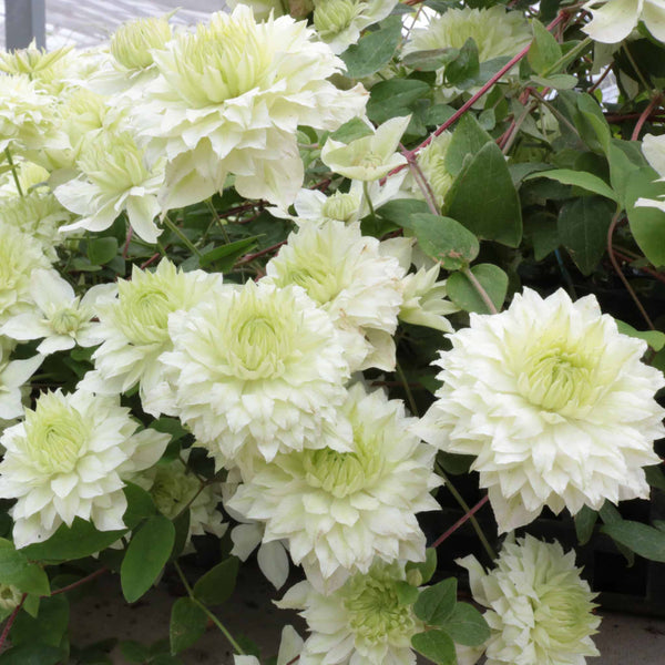 Clematis 'Manju'