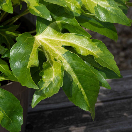 Fatsia 'Camourflage'
