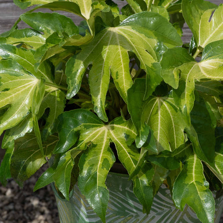 Fatsia 'Camourflage'