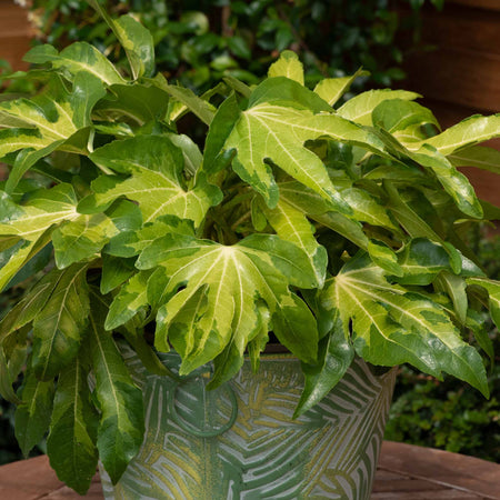 Fatsia 'Camourflage'