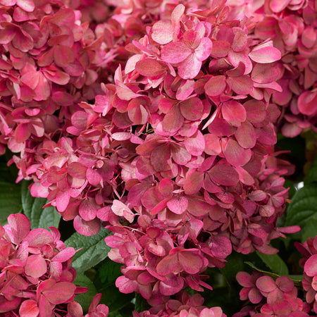 Hydrangea 'Bonfire'
