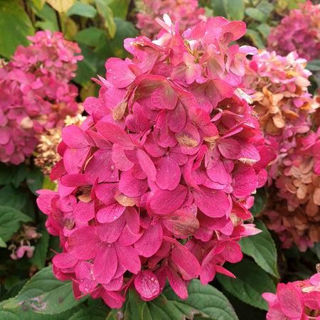 Hydrangea 'Bonfire'