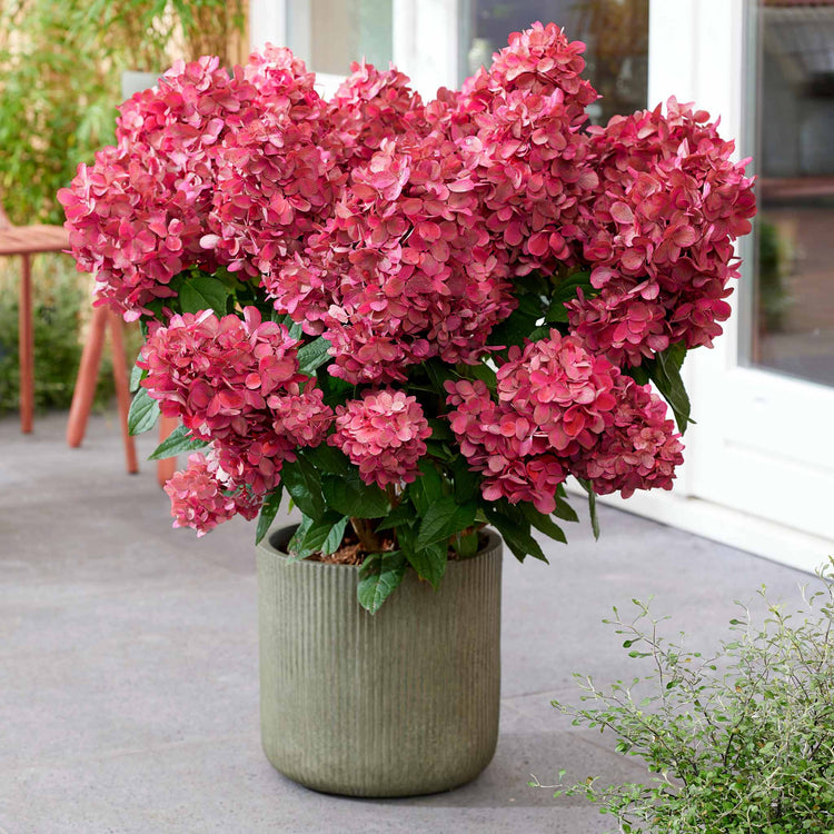 Hydrangea 'Bonfire'