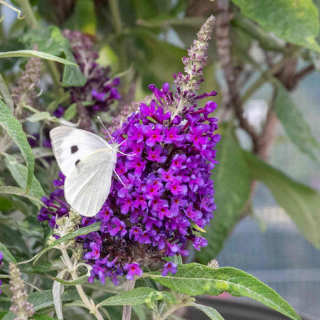Buddleja 'Butterfly Candy Little Purple'