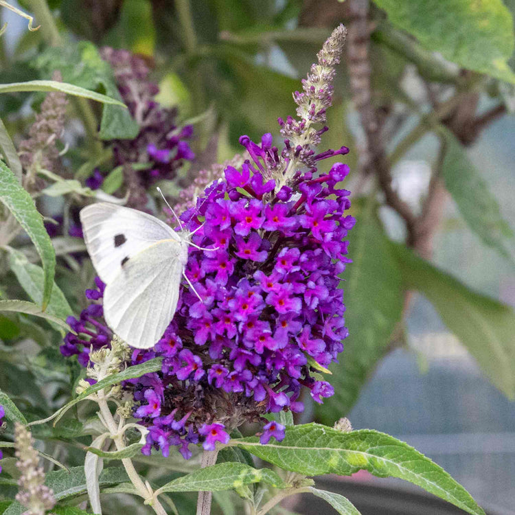 Buddleja 'Butterfly Candy Little Purple'