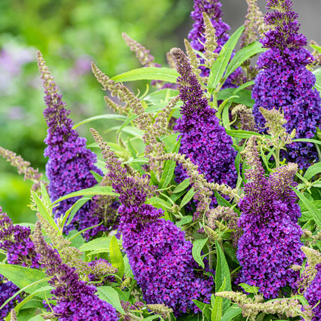 Buddleja 'Butterfly Candy Little Purple'