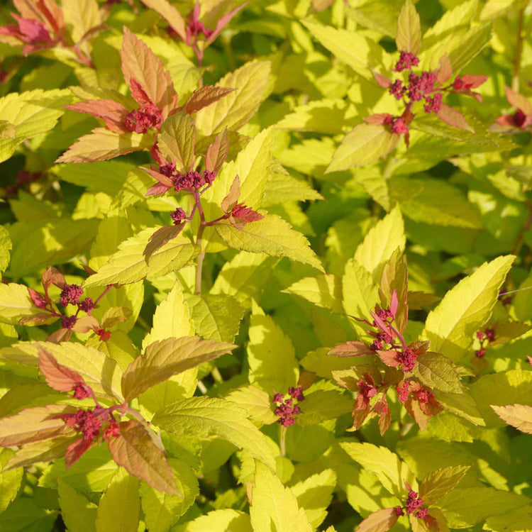 Spiraea Japonica 'Magic Carpet'