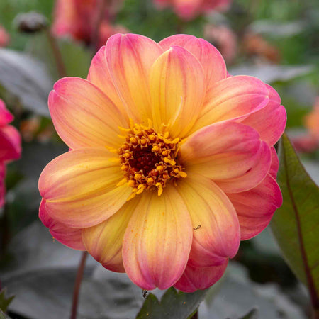 Dahlia 'Mystic Fantasy'