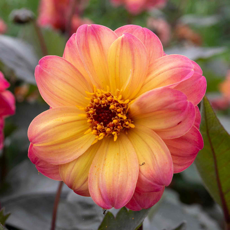 Dahlia 'Mystic Fantasy'