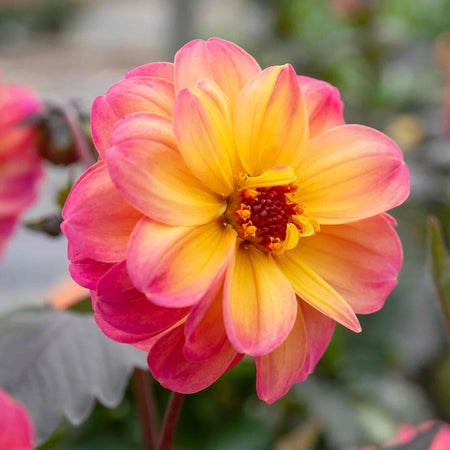 Dahlia 'Mystic Fantasy'