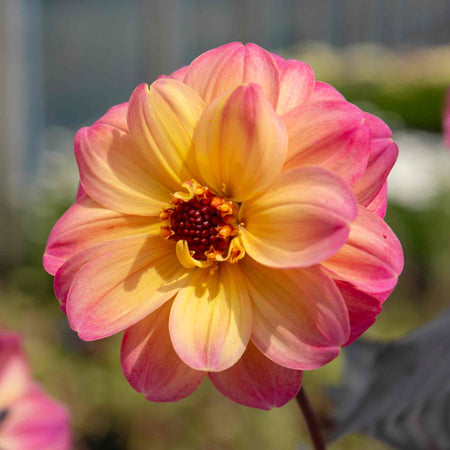 Dahlia 'Mystic Fantasy'