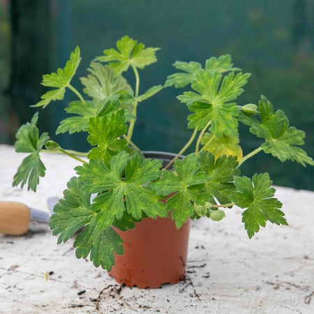Geranium 'Kelly-Anne'