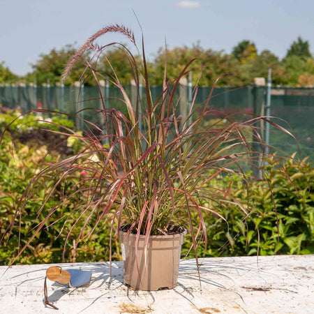 Pennisetum 'Fireworks'