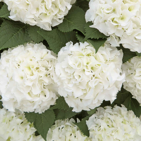Hydrangea 'White Mophead'