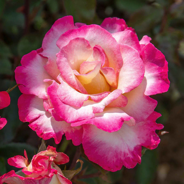 Rose ‘You’re My Everything’ ROTY 2025 (Hybrid Tea)