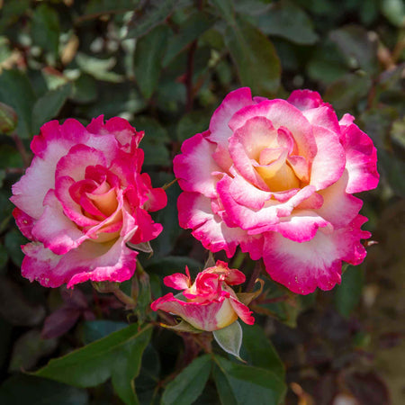 Rose ‘You’re My Everything’ ROTY 2025 (Hybrid Tea)