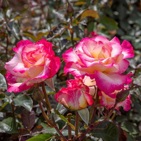 Rose ‘You’re My Everything’ ROTY 2025 (Hybrid Tea)