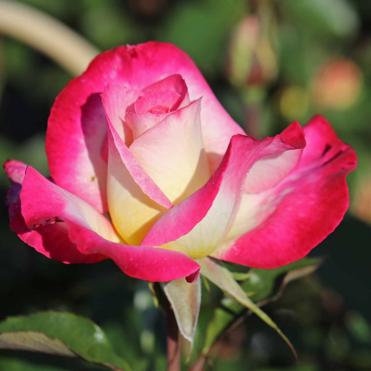 Rose ‘You’re My Everything’ ROTY 2025 (Hybrid Tea)