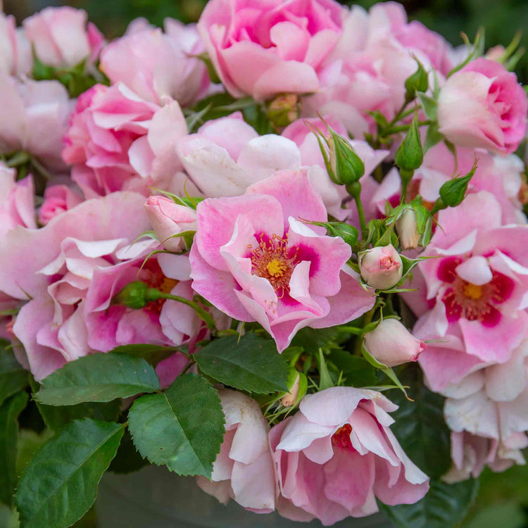 Rose ‘SEE YOU in Rosé’ (Floribunda)