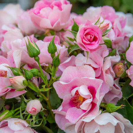 Rose ‘SEE YOU in Rosé’ (Floribunda)