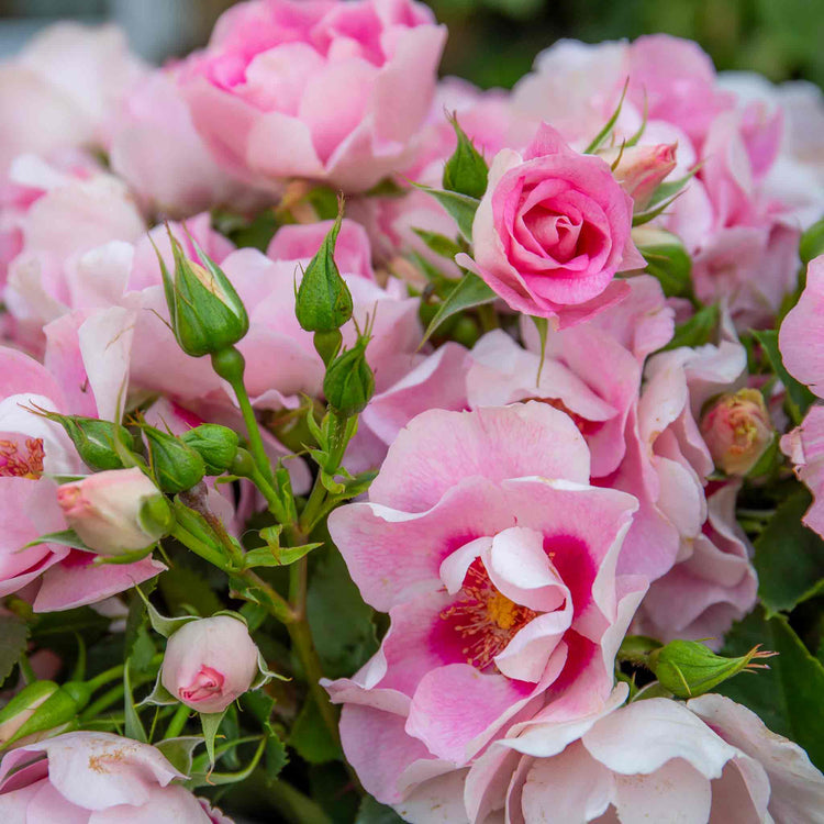 Rose ‘SEE YOU in Rosé’ (Floribunda)