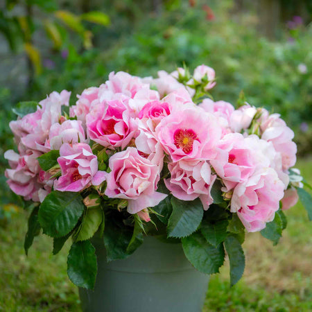Rose ‘SEE YOU in Rosé’ (Floribunda)