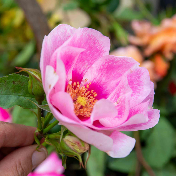 Rose ‘SEE YOU in Rosé’ (Floribunda)