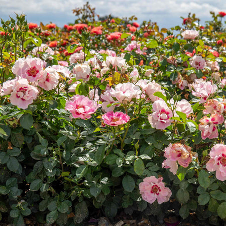 Rose ‘SEE YOU in Rosé’ (Floribunda)