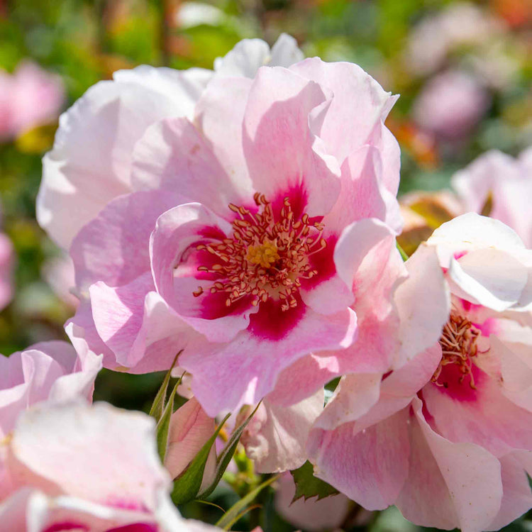 Rose ‘SEE YOU in Rosé’ (Floribunda)