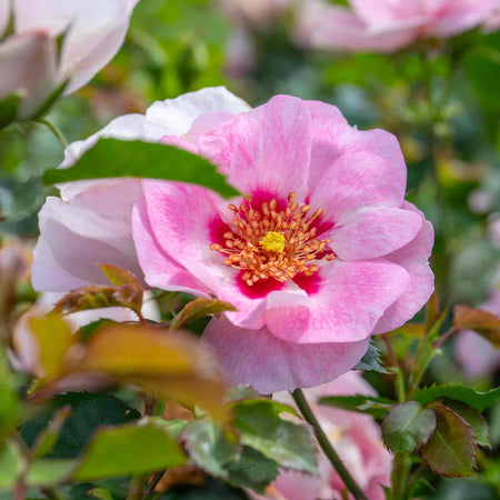 Rose ‘SEE YOU in Rosé’ (Floribunda)