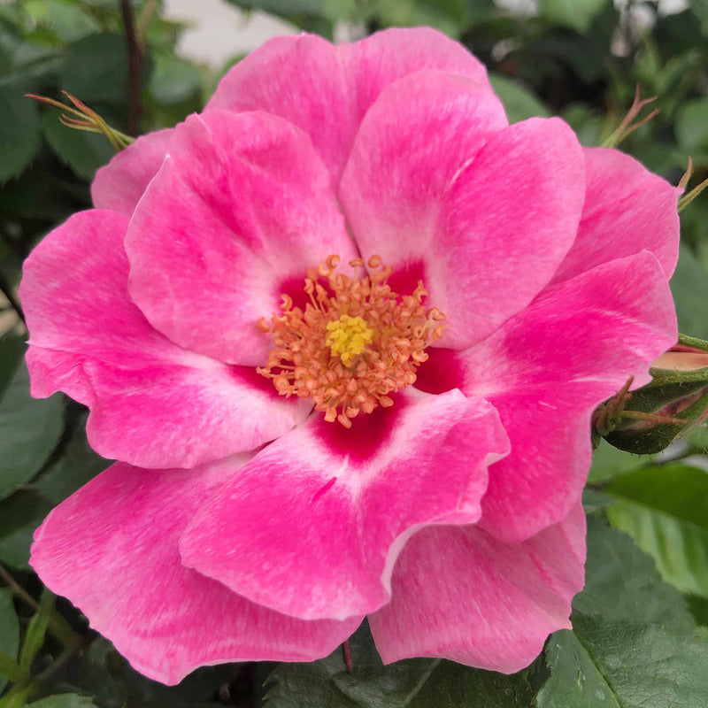 Rose ‘SEE YOU in Rosé’ (Floribunda)