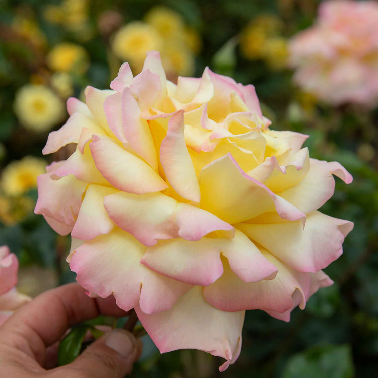 Rose ‘Peace’ (Hybrid Tea)