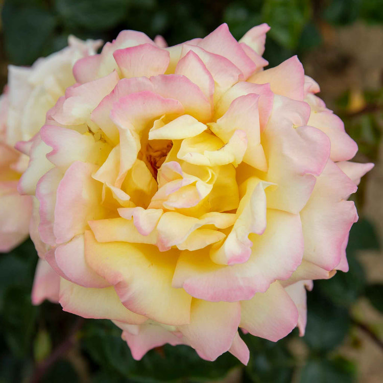 Rose ‘Peace’ (Hybrid Tea)