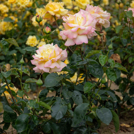 Rose ‘Peace’ (Hybrid Tea)