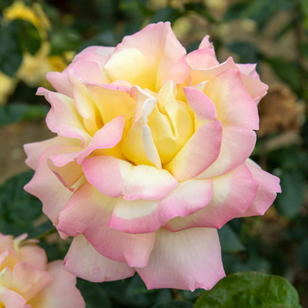 Rose ‘Peace’ (Hybrid Tea)