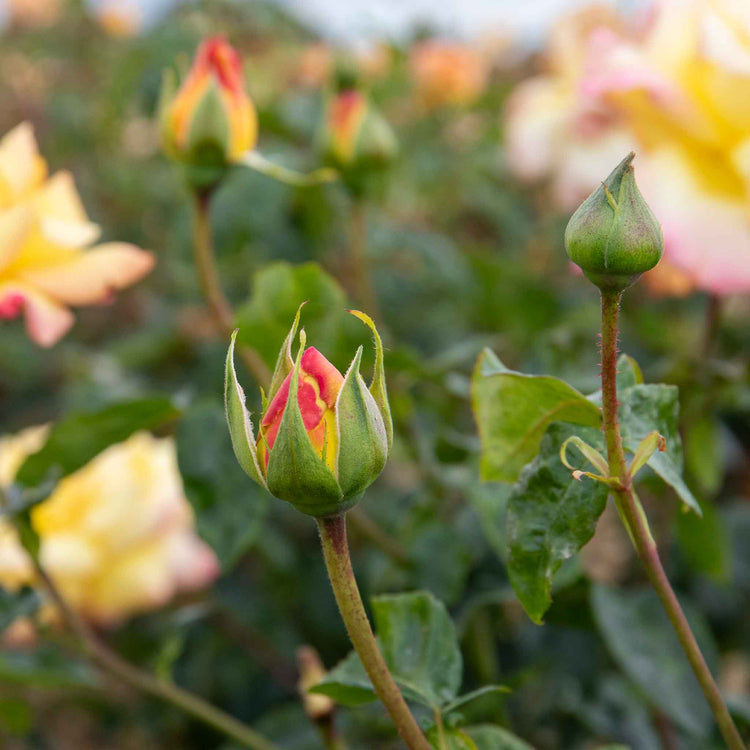 Rose ‘Peace’ (Hybrid Tea)