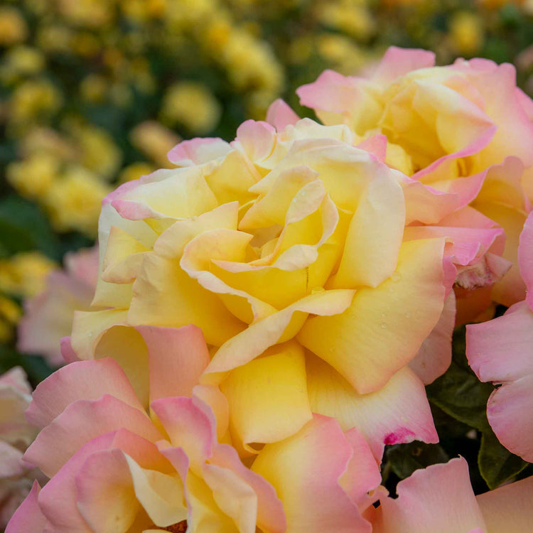 Rose ‘Peace’ (Hybrid Tea)