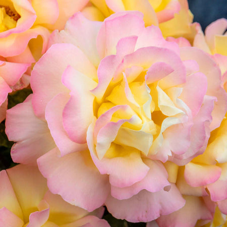 Rose ‘Peace’ (Hybrid Tea)