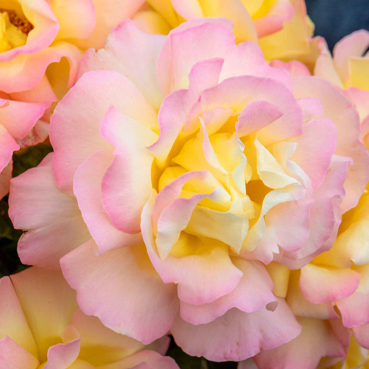 Rose ‘Peace’ (Hybrid Tea)