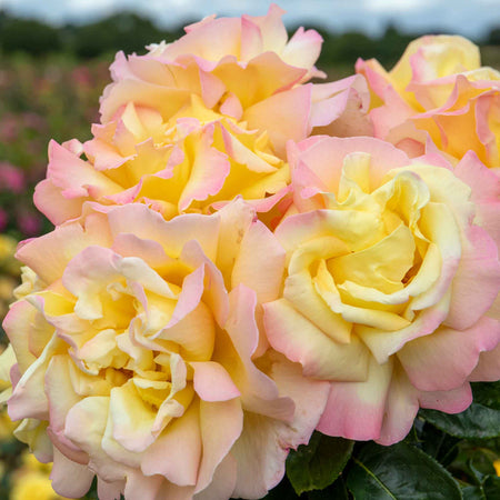Hybrid Tea Choice Rose Collection
