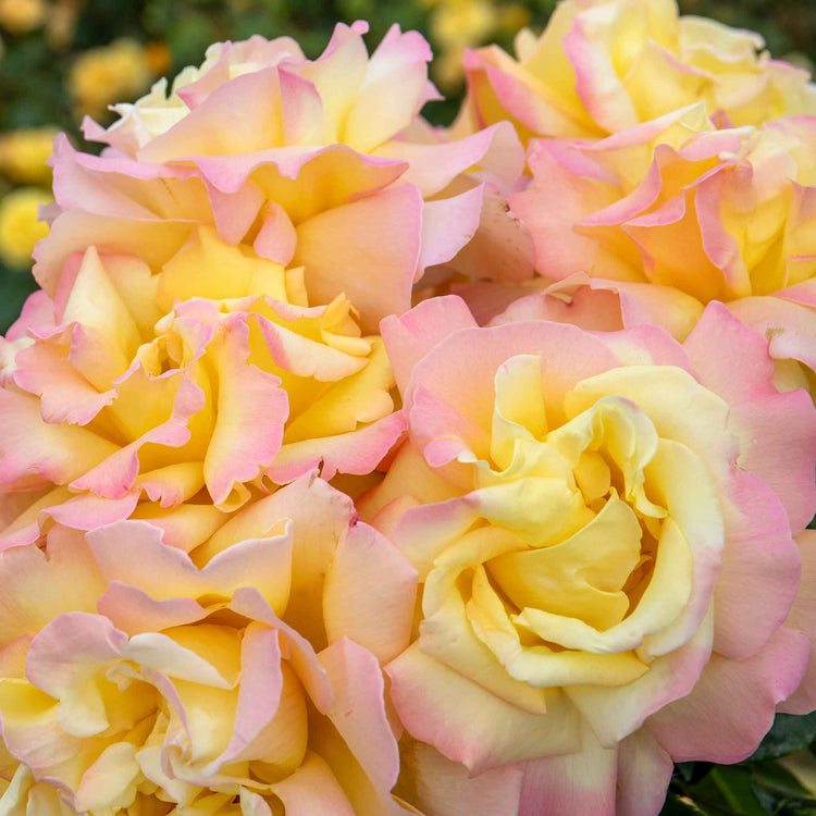 Rose ‘Peace’ (Hybrid Tea)