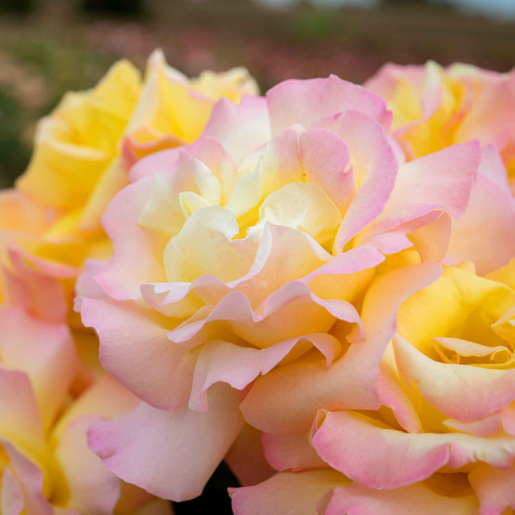 Rose ‘Peace’ (Hybrid Tea)