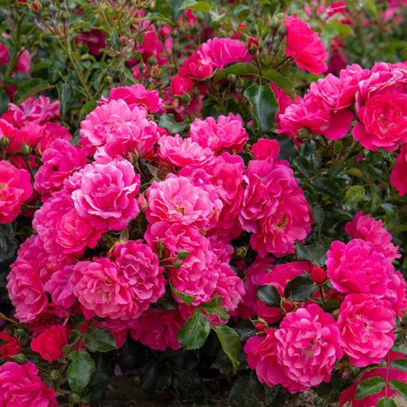 Rose ‘Flower Carpet Pink Supreme’ (Ground Cover)