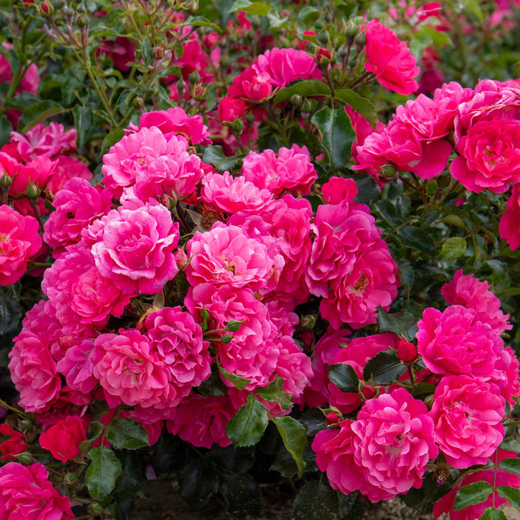 Rose ‘Flower Carpet Pink Supreme’ (Ground Cover)