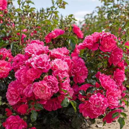 Rose ‘Flower Carpet Pink Supreme’ (Ground Cover)